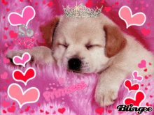 Happy Valentine Day Princess GIF - Happy Valentine Day Princess Dog GIFs