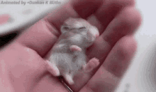 Mouse Baby Mouse GIF - Mouse Baby Mouse Pets GIFs