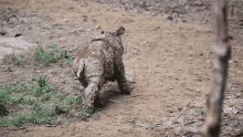 fleeing rhino