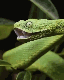 Green Snake GIF - Green Snake Wild GIFs