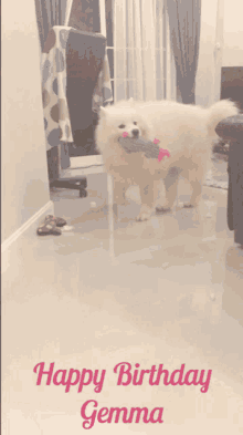 oddi samoyed dog cute happy birthday