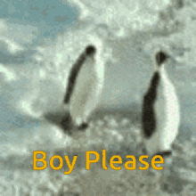 Boy Please Penguin GIF - Boy Please Penguin Hit Head GIFs