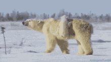 Polar Bears Cub GIF - Polar Bears Cub Mother GIFs
