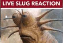 Live Slug Reaction Chicken Fart GIF - Live Slug Reaction Chicken Fart GIFs