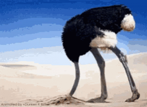 Ostrich Head In Sand GIFs | Tenor