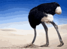 Head In Sand Ostrich GIF - Head In Sand Ostrich Shy GIFs
