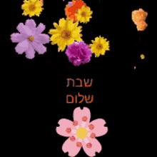 Shabat Shalom GIF - Shabat Shalom GIFs