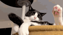 Ceb Cat Cat Tail Wag GIF - Ceb Cat Cat Cat Tail Wag GIFs