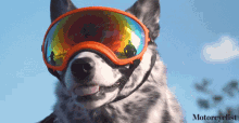 dog shades on sunglasses on im ready pet