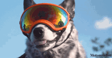 dog shades on sunglasses on im ready pet dog shades on sunglasses on im ready pet