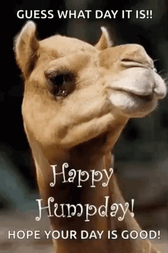 Hump Day Wednesday Images Camel Happy Hump Day Gifs | Tenor