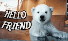 Saying Hello Hello Friend GIF - Saying Hello Hello Friend Polar Bear GIFs