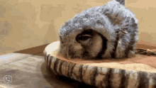 Owl Goodnight Sleeping Sleepingowl GIF - Owl Goodnight Sleeping Sleepingowl GIFs
