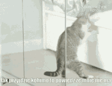 Kohimo GIF - Kohimo GIFs