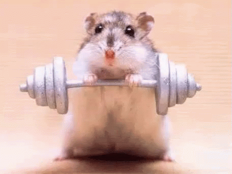 Hamster Working Out GIF - Hamster Workout Gym GIFs