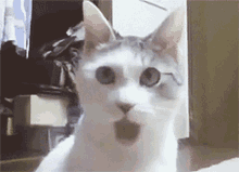 Cat Cute Cat GIF - Cat Cute Cat Shocked Face GIFs