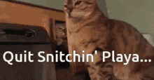 Quit Snitchin Playa Slap GIF - Quit Snitchin Playa Slap Cat GIFs