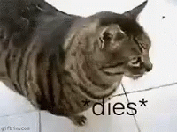 Cat Died GIF - Cat Died Funny Animals GIFs