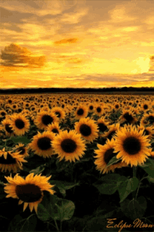sunflower-yellow-sky.gif
