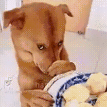 Dog What The Dog Doin GIF - Dog What The Dog Doin What The Dog Doing GIFs