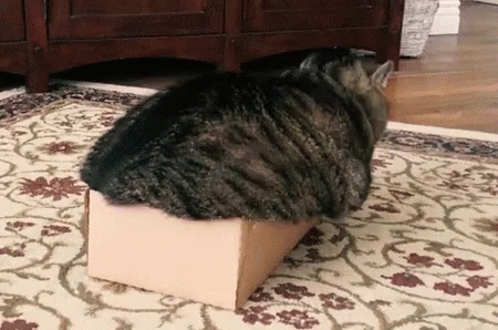 fat-cat-monday-morning.gif