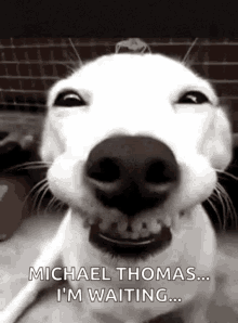 Chiens Funny GIF - Chiens Funny Animals GIFs