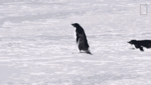 Moving Penguins Continent7 GIF - Moving Penguins Continent7 Antarctica GIFs