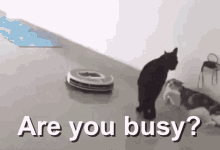 Are You Busy Cats GIF - Are You Busy Cats Are You Busy Mate GIFs