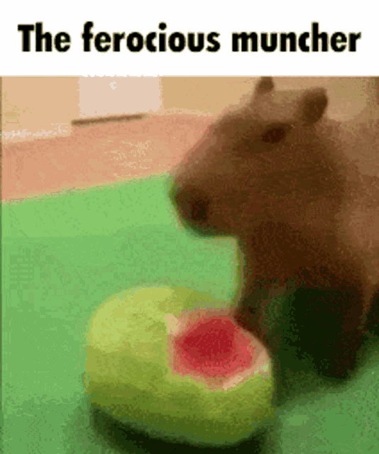 Capybara Melon GIF - Capybara Melon Watermelon GIFs