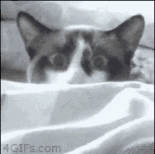 Gato Miedo GIF - Gato Miedo Escondido GIFs