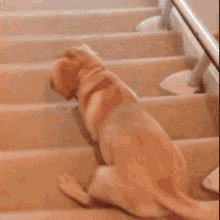 Funny Dog Smart Dog GIF - Funny Dog Smart Dog Dog Climbing Stairs GIFs