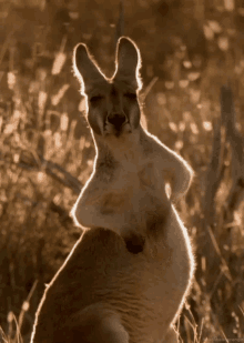 Kangaroo Rubbing Belly GIF - Kangaroo Rubbing Belly Tummy Rubs GIFs