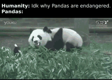 panda endangered fight funny gif meme gif