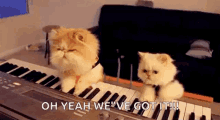 Band Cats GIF - Band Cats Cats Playing Piano GIFs