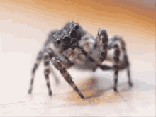 Arachnids Spiders GIF - Arachnids Spiders GIFs