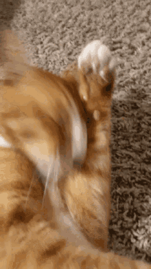 Orange Cat Cat Licking GIF - Orange Cat Cat Cat Licking GIFs