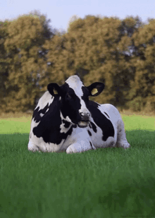 Cow Chewing The Cud GIF - Cow Chewing The Cud Summer GIFs