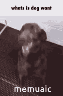 memuaic dog