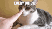 cat boop