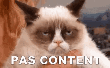 chat pas content gif