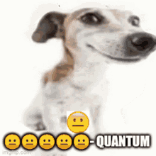 Quantum Not Funny GIF - Quantum Not Funny Neutral Face GIFs