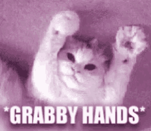 Cute Cat GIF - Cute Cat Grabby Hands GIFs