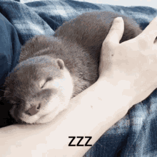 Sucktea Longdripseason GIF - Sucktea Longdripseason Otter Sleep GIFs
