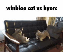 Winbloo Cat Vs GIF - Winbloo Cat Vs Hyorc GIFs