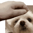 Petpet Dog Animal Sticker - Petpet Dog Pet Dog Stickers