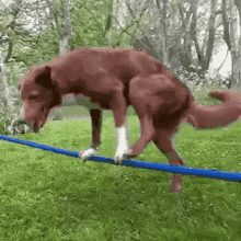Dog Balance GIF - Dog Balance Trapeze GIFs