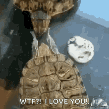elias turtle elias turtle wake up do you hear me elias turtle elias turtle wake up do you hear me