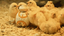 Chickens GIF - Star Wars Bb8 Robot GIFs