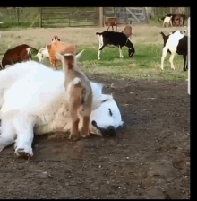 goats funny animals