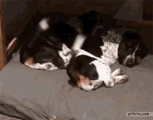 Dogs Tails GIF - Dogs Tails GIFs